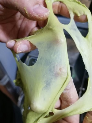 抹茶蜜豆蔓越莓面包  制作方法