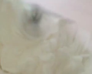 后蛋法肉松蛋糕  制作方法