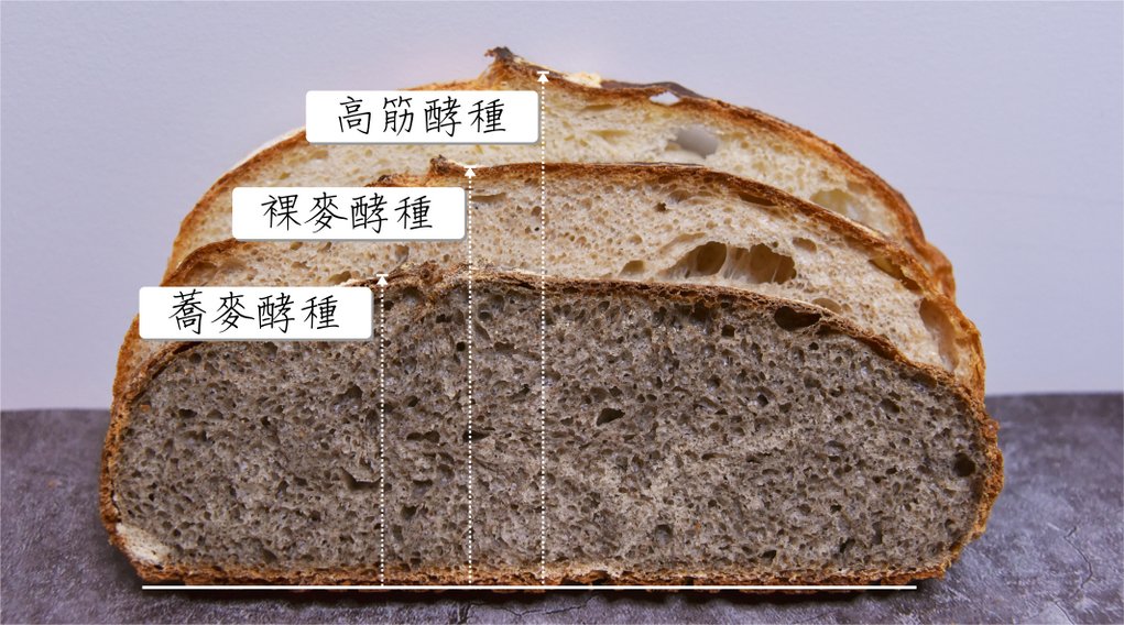 三种酵头(高筋、裸麦、荞麦) 欧式面包质地比较